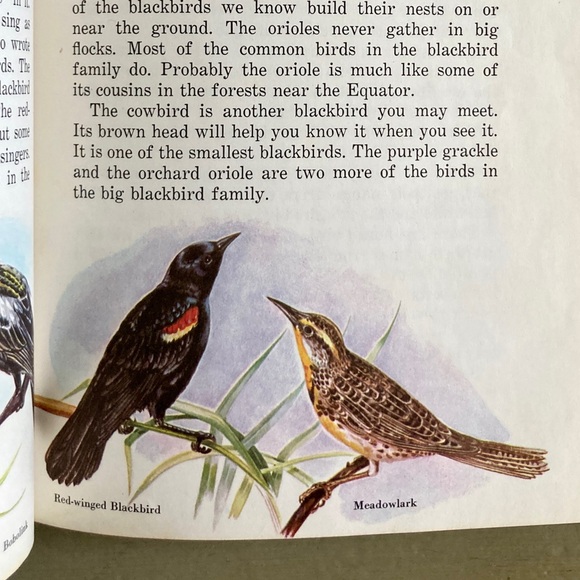 1958 Birds Cardinal Illustrated Picture Book Animal Bird Spring Toucan Animals - Picture 9 of 13